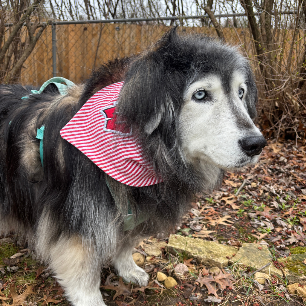 Upcycled Dog Bandana